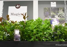 Magical Garden Plant is de nieuwe lijn van Kolster en bestaat uit 5 soorten tuinplanten: Photinia Magical Volcano, Nandina, waaronder de Magical Sunset, Hydrangea Paniculata, waaronder de Magical Andes, Geranium, waaronder de Magical Delight en de Eryngium Magical Blue Globe.